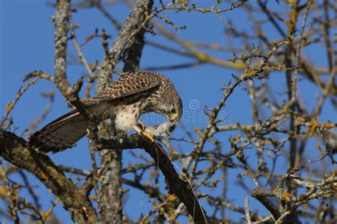 Common Kestrel Falco Tinnunculus After Hunting With A Mouse Germany