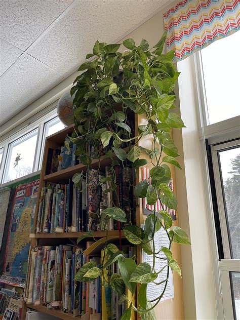 Neville is on his second year of third grade and he is just thriving