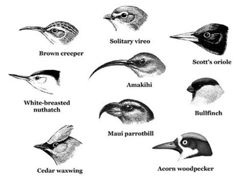 Easy Bird Beak Drawing - Draw easy