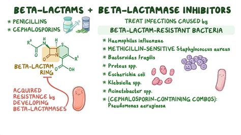 Video Antibiotics Beta Lactam And Beta Lactamase Inhibitor