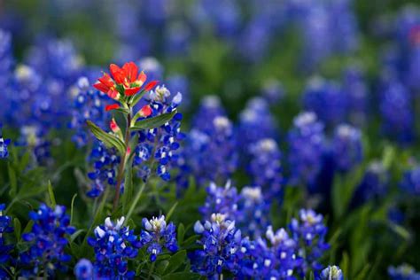 Flowers Types Bluebonnet Best Flower Site