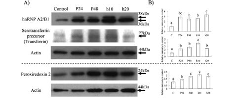 Verification Of 2 DE Data By Western Blot Analysis A Western Blot