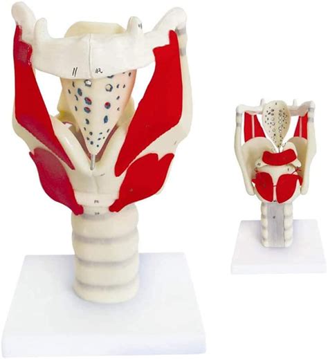 Buy GLJY Human Larynx Anatomical Model Anatomically Accurate Larynx