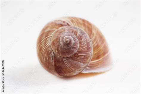 Arianta Arbustorum Is A Medium Sized Species Of Land Snail Sometimes