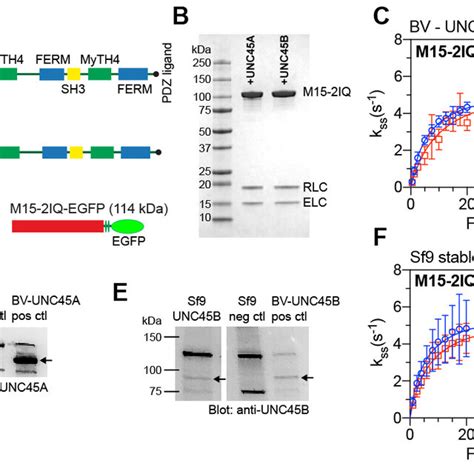 Purification And Steady State Activity Of The Unconventional Myosin 15