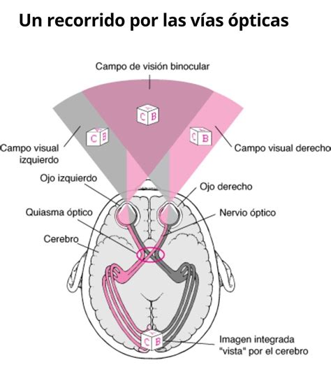 Vías ópticas Optica y optometria Via optica Anatomía del ojo