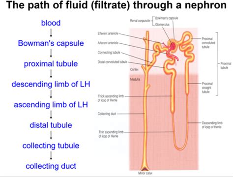 Bio Lab 15 Flashcards Quizlet