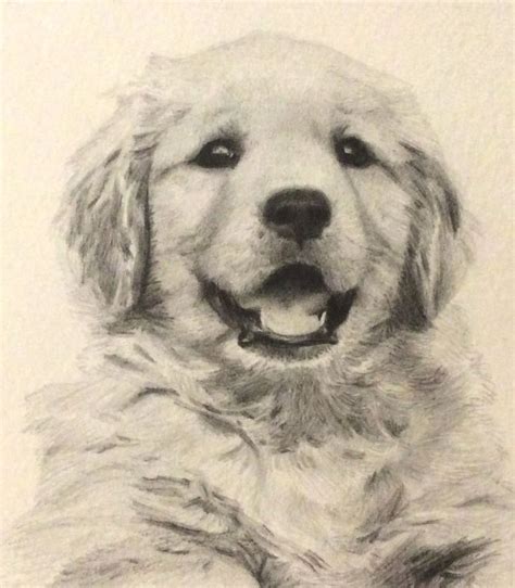 Golden Retriever Puppy Drawing by Isadorrah