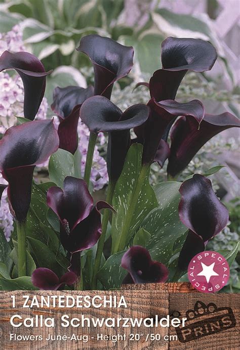 Zantedeschia Schwarzwalder Black Calla Lily Summer Bulbtuber South