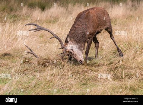 Der Hirsch Von Richmond Park W Hrend Der Zeit Der W Rme Ist Ein