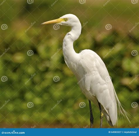 Héron Oiseau Gracieux Blanc Image Stock Image Du Héron Plumage