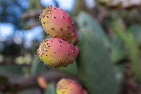 Prickly Pear Cactus Opuntia Ficus Indica With Red Fruits Photo