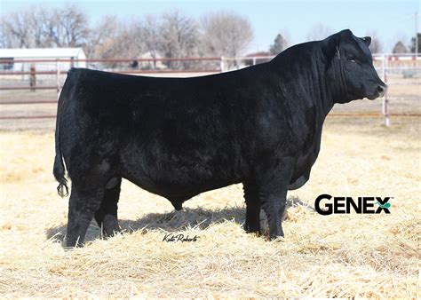 DB Iconic G95 (Certificate) - Bovine Elite