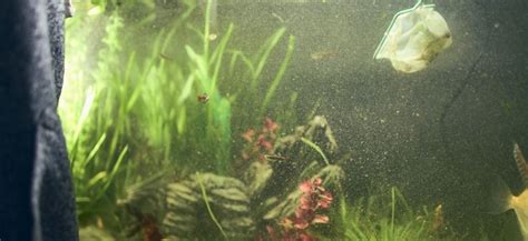 Why Is My Fish Tank Cloudy? Tips To Fix Cloudy Aquarium Water