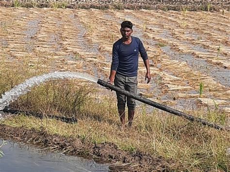 Water Spread In The Main Canal Of Bhim Sagar In Tail Area Paddy Crop