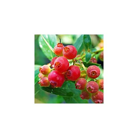 Buy Pink Lemonade Blueberry Plant Pink Blueberry Tree Fruit Bush 5 To