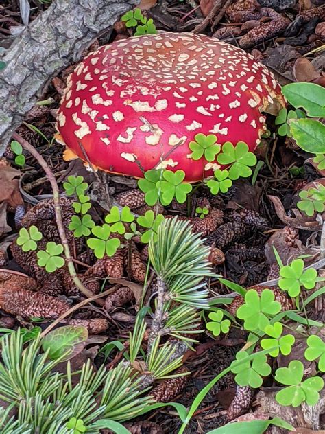 Amanita Muscaria AKA Fly Agaric I Ve Previously Uploaded Flickr