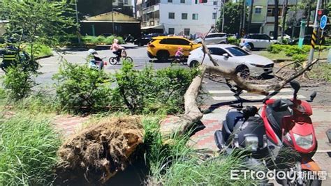 成大醫院旁路樹倒塌！轎車經過慘被砸中 女駕駛當場嚇傻 Ettoday社會新聞 Ettoday新聞雲