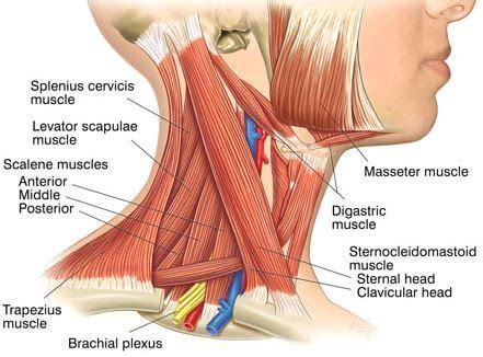 Neck Muscles Attachment Nerve Supply Action Anatomy Info