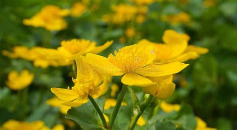 Flores Amarelas Brilhantes Do Caltha No Fim Verde Do Fundo Das Folhas