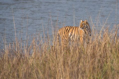 Tadoba Tijgerin