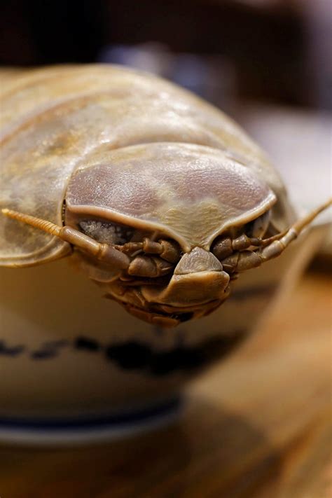 Is Giant Isopod The Next Big Ramen Topping Everything You Need To Know