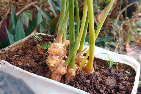 Como Plantar Gengibre Em Casa Plantio Cultivo E Colheita