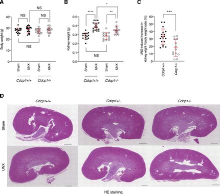 CDCP1 Promotes Compensatory Renal Growth By Integrating Src And Met