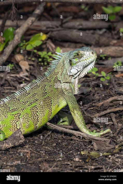 Portrait Of A Green Iguana Iguana Iguana Pixaim River Pantanal