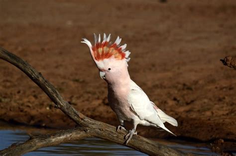 Lophochroa leadbeateri – Major Mitchell’s Cockatoo – Encyclopedia of ...