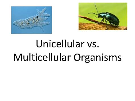 Unicellular Vs Multicellular Organisms Unicellular Vs Multicellular Organisms