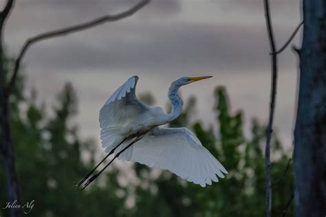 Grand aigrette Great Egret Ardea alba Montréal Québ Flickr