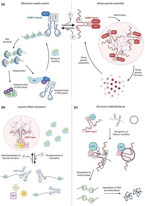 Frontiers Multiple Functions Of Stress Granules In Viral 40 OFF