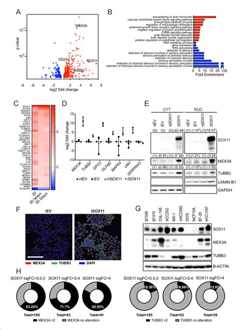 Sox Expression Promotes Expression Of Developmental Pathways