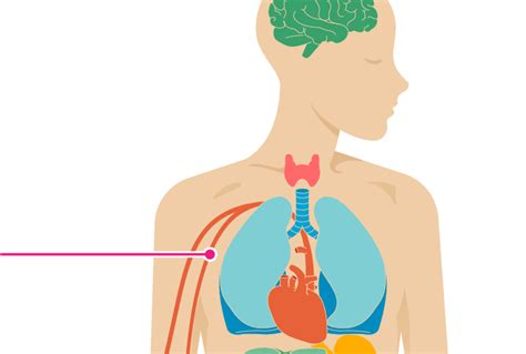 Cholesterol Levels And Age Chart A Visual Reference Of Charts Chart