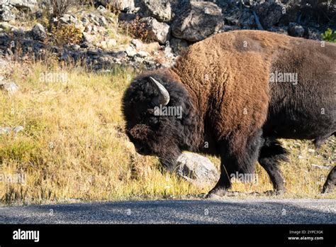 Native American Buffalo Horns Hi Res Stock Photography And Images Alamy