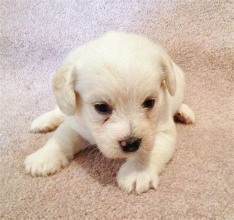 Beagle/Bichon Frise Puppies for Sale in Bowersville, Georgia Classified ...