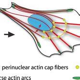 Formation Of Perinuclear Actin Cap Fibers From The Network Of