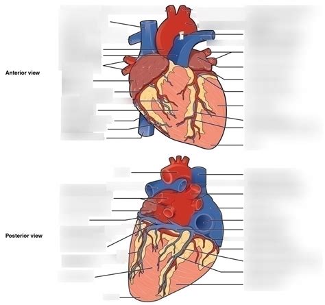 Anatomy Of The Heart Diagram Quizlet