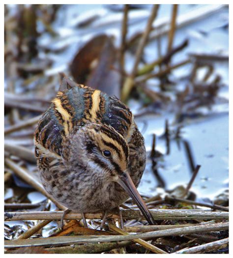 jack snipe birdforum