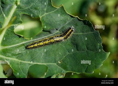 Black And Yellow Caterpillar Hi Res Stock Photography And Images Alamy