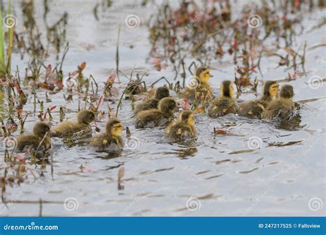 Mallard Ducklings Feeding In Wetland Pond Stock Image Image Of Heads