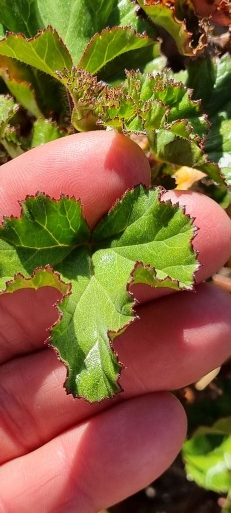 Pelargonium Scabroide From West Coast ZA WC ZA On October 4 2022 At