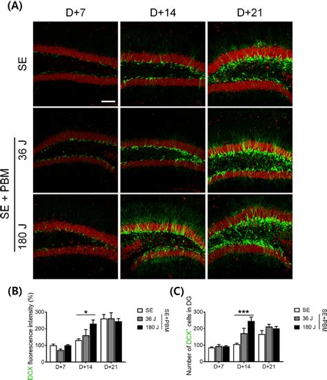 Pbm Increased Undifferentiated Early Neuronal Cell Population In The Dg