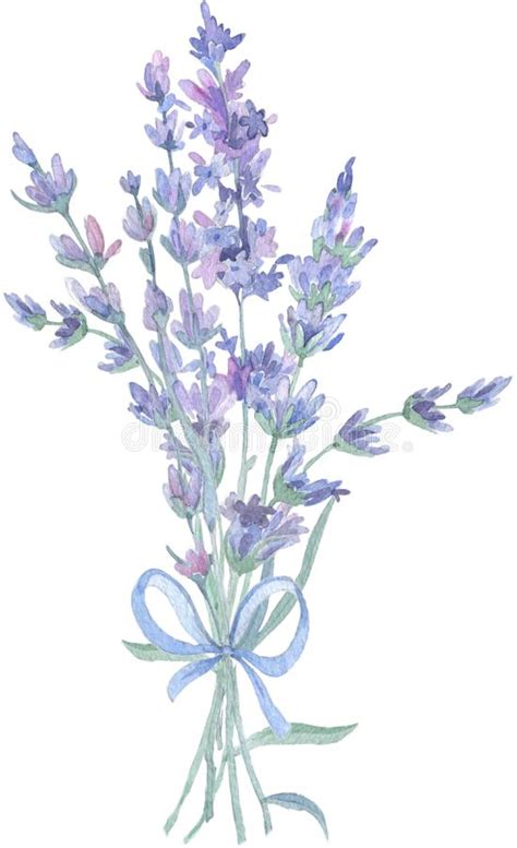 Fiore Della Lavanda Del Wildflower In Uno Stile Dell Acquerello Isolato