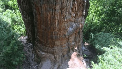 Worlds Oldest Tree Record Has A New Contender In Chile Iflscience