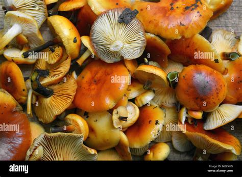 Flammulina Velutipes Mushroom Also Known As Enoki And Enokitake Or