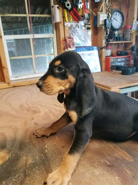 Segugio Italiano Puppies For Sale North Tonawanda Ny