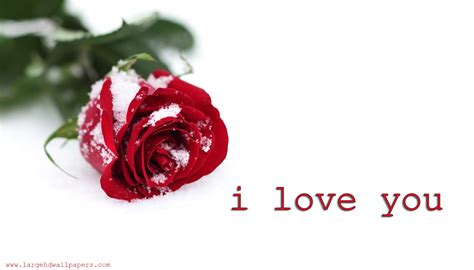 I Love You With Rose Wallpaper - Red Rose In Snow (#535953) - HD ...