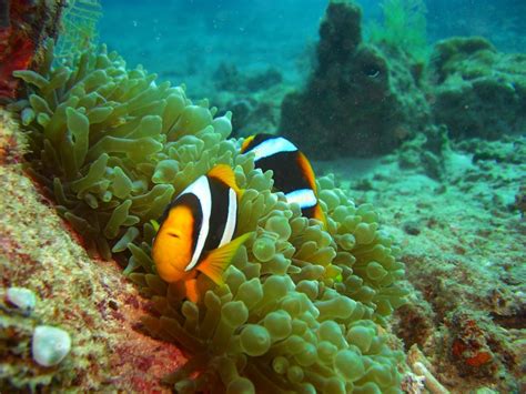 Poisson clown de Clark Amphiprion clarkii de locéan Indien Images